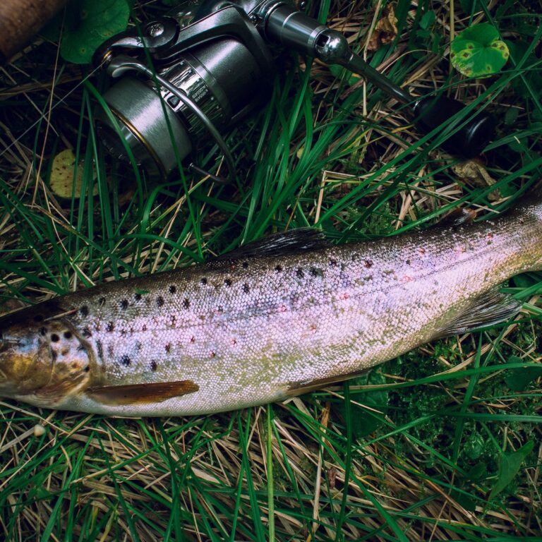 la pêche au toc belle fario