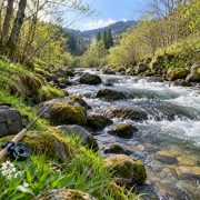 Rivière à truites au printemps, jour d'ouverture de la pêche